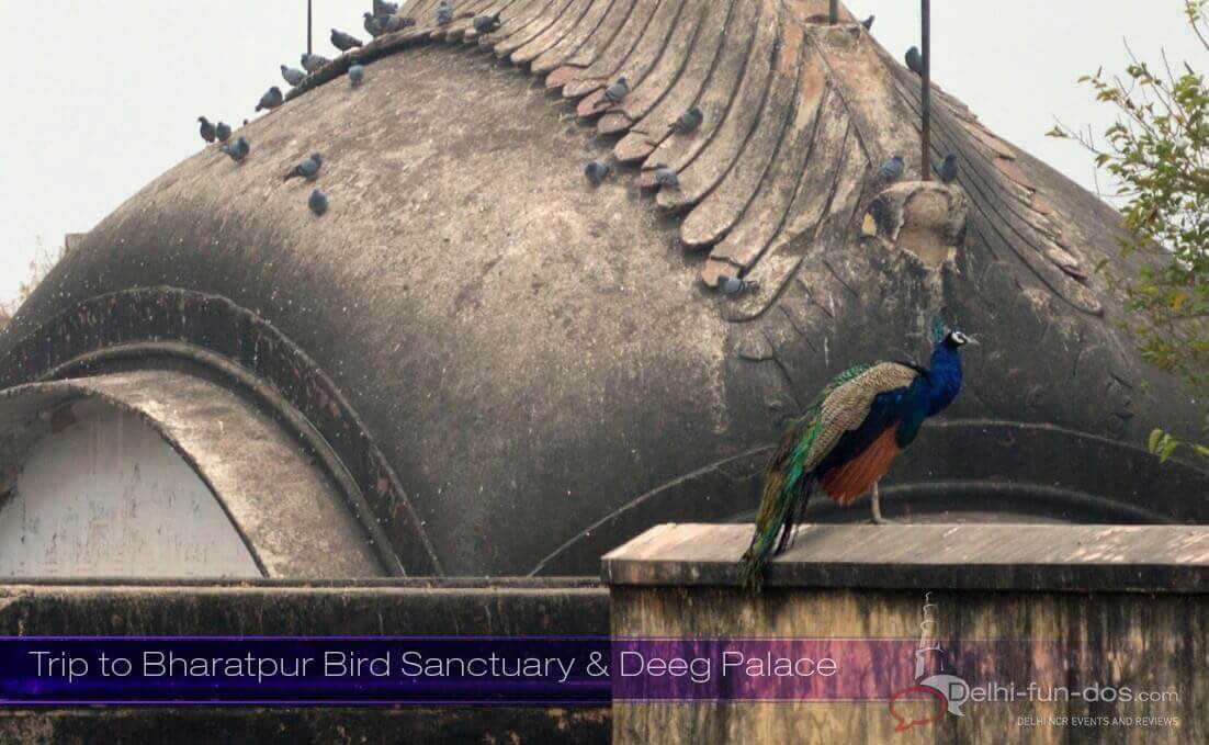 Bharatpur Bird Sanctuary & Deeg Palace