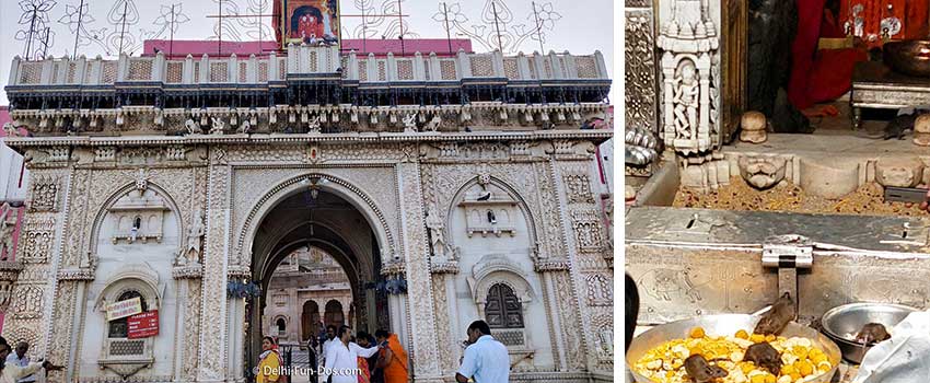 Karni Mata Temple – World Famous Temple with 25000 rats