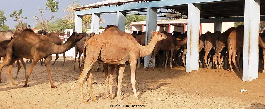 Trip To Bikaner - Camel Farm