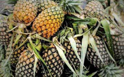 Tripura Global Pineapple Festival 2026