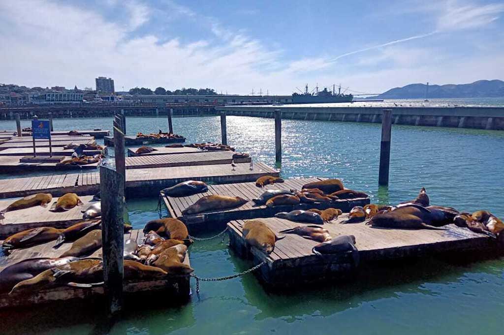 Offbeat San Francisco: The Fascinating Sea Lions Of Pier 39