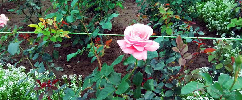roses-at-mughal-gardens-president-at-rashtrapati-bhawan