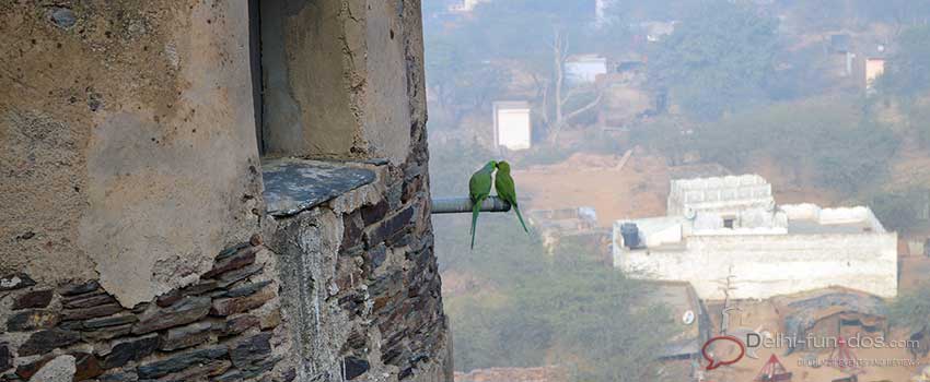 Seeing birds like parrots and peacocks is not uncommon in this area.
